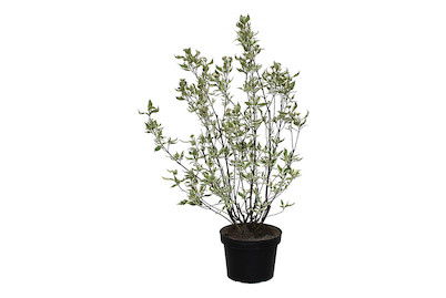 Image of Weissbunter Hartriegel - Cornus alba Elegantissima 80-100cm inklusive Topf bei JUMBO