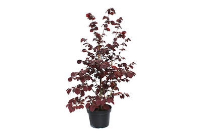 Image of Bluthasel - Corylus maxima Purpurea 80-100cm inklusive Topf bei JUMBO