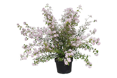 Image of Deutzie - Deutzia hybr Mont Rose Ø28cm bei JUMBO