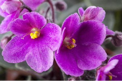 Image of Echtes Usambaraveilchen, Topfgrösse Ø12cm (Saintpaulia ionantha) bei JUMBO
