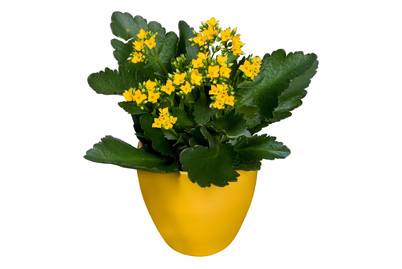 Image of HM Kalanchoe einfach CP Ø10,5cm bei JUMBO