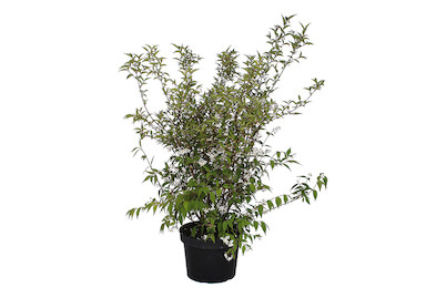 Image of Deutzie - Deutzia kalmiaflora 80-100cm inklusive Topf bei JUMBO