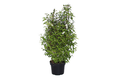 Image of Deutzie - Deutzia Pride of Rochester 80-100cm bei JUMBO