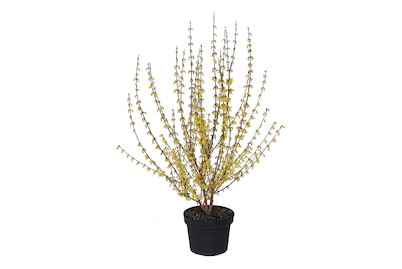 Image of Goldglöckchen - Forsythia intermedia Weekend 80-100cm inklusive Topf bei JUMBO