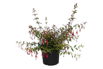 Image of Fuchsia Freiland 30-40cm inklusive Topf bei JUMBO