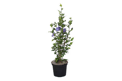 Image of Eibisch - Hibiscus syriacus blau 60-80cm inklusive Topf bei JUMBO