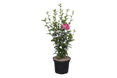 Image of Eibisch - Hibiscus syriacus rot 60-80cm inklusive Topf bei JUMBO