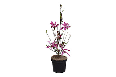 Image of Magnolie - Magnolia Susan 80-100cm inklusive Topf bei JUMBO