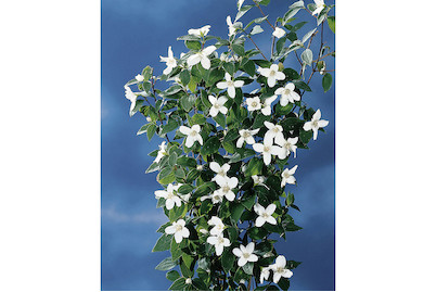 Image of Gartenjasmin - Philadelphus Silberregen 100-125cm inklusive Topf bei JUMBO