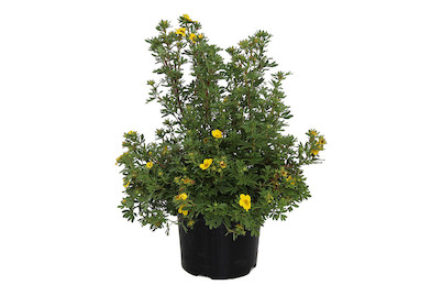 Image of Fingerstrauch - Potentilla fruticosa gelb 20-30cm inklusive Topf bei JUMBO