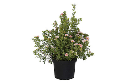 Image of Fingerstrauch-Potentilla fruticosa rosa 20-30cm inklusive Topf bei JUMBO