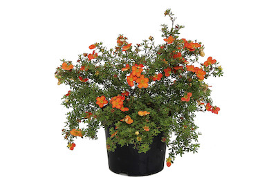 Image of Fingerstrauch - Potentilla fruticosa rot 20-30cm inklusive Topf bei JUMBO
