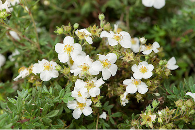 Image of Fingerstrauch - Potentilla fruticosa weiss 20-30cm inklusive Topf bei JUMBO