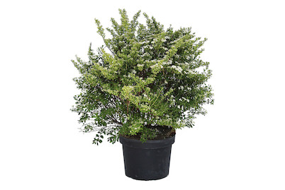 Image of Spierstrauch - Spiraea nipponica Snowmound 80-100cm inklusive Topf bei JUMBO