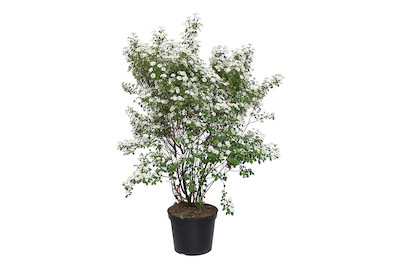 Image of Prachtspiere - Spiraea x vanhouttei 50-60cm inklusive Topf bei JUMBO