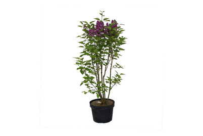Image of Bauernflieder - Syringa vulgaris lila 60-80cm inklusive Topf bei JUMBO