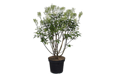 Image of Kanadaflieder - Syringa prestoniana weiss 60-80cm inklusive Topf bei JUMBO