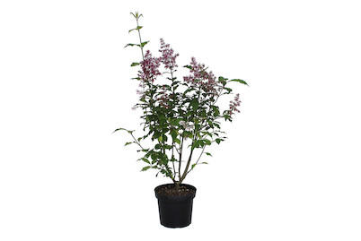 Image of Kanadaflieder - Syringa prestoniana rot 60-80cm inklusive Topf bei JUMBO