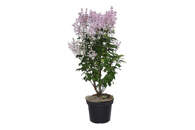 Image of Kanadaflieder - Syringa prestoniana lila 60-80cm inklusive Topf bei JUMBO