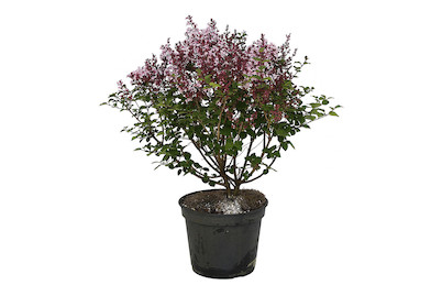 Image of Zwergflieder - Syringa meyeri Palibin 40-50cm inklusive Topf bei JUMBO