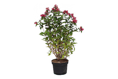 Image of Weigelie - Weigela Bristol Ruby 100-125cm inklusive Topf bei JUMBO