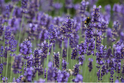 Image of Echter Lavendel (Lavandula angustifolia) bei JUMBO