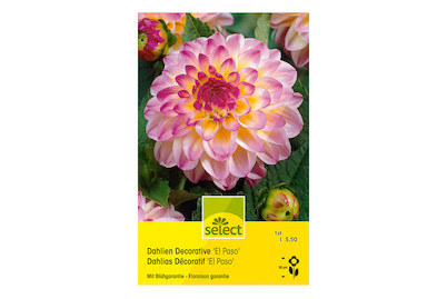 Image of select Dahlien El Paso hellrosa bei JUMBO