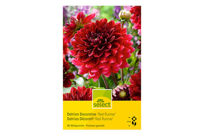 Image of select Dahlien Red Runner rot bei JUMBO