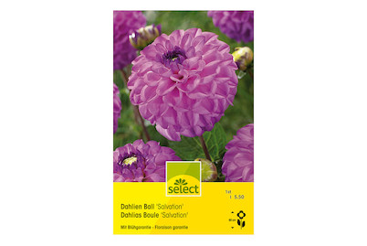 Image of select Dahlien Salvation purpur bei JUMBO