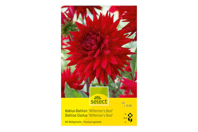 Image of select Kaktus-Dahlie Wittemans Best rot bei JUMBO