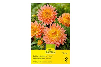 Image of select Halbhohe Dahlien Extase salmon mit gelb bei JUMBO