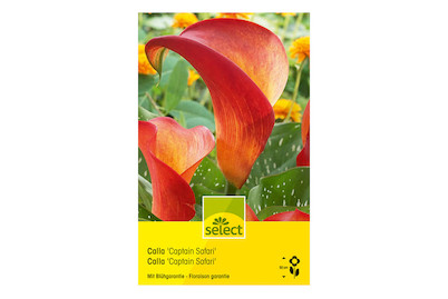 Image of select Calla Captain Safari orange bei JUMBO