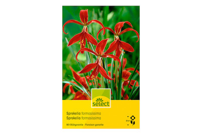 Image of select Jakobslilie (Sprekelia formosissima) bei JUMBO
