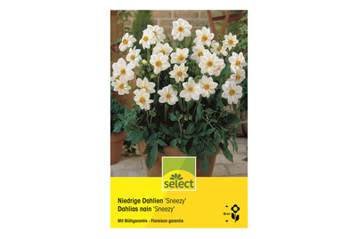 Image of select Dahlien Sneezy bei JUMBO
