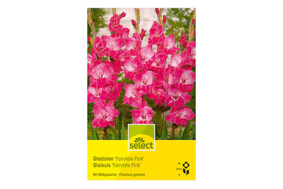 Image of select Gladiolen Fairytale pink dunkelrosa bei JUMBO