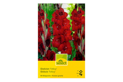 Image of select Gladiolen Fatboy dunkelrot bei JUMBO