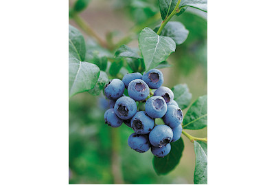 Image of Heidelbeere 'Bluecrop' (Vaccinium corymbosum 'Bluecrop'), Topfgrösse Ø21cm bei JUMBO