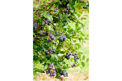 Image of Heidelbeere 'Darrow' (Vaccinium corymbosum 'Darrow'), Topfgrösse Ø21cm bei JUMBO