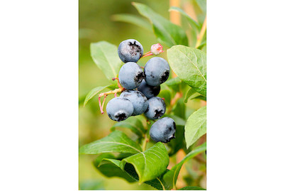 Image of Topfheidelbeere 'Blue Parfait' (Vaccinium corymbosum 'Blue Parfait'), Topfgrösse Ø21cm bei JUMBO