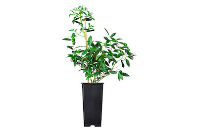 Image of Heidelbeere 'Pink Lemonade' (Vaccinium corymbosum 'Pink Lemonade'), Topfgrösse Ø21cm bei JUMBO