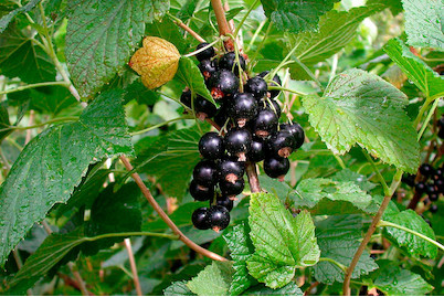 Image of Johannisbeere 'Titania'(s) (Ribes nigrum 'Titania'(s)), Topfgrösse Ø21cm bei JUMBO