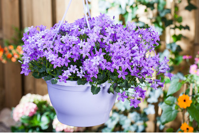 Image of Glockenblume (Campanula), Topfgrösse Ø23cm