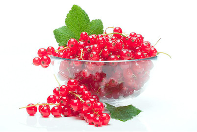 Image of Johannisbeere 'Rolan' (Ribes rubrum 'Rolan'), Topfgrösse Ø21cm bei JUMBO