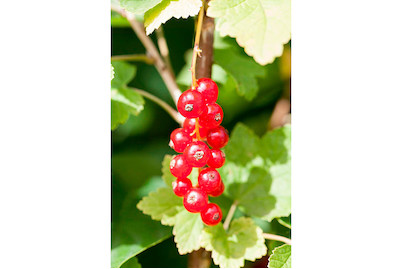 Image of Johannisbeere 'Rotet' (Ribes rubrum 'Rotet'), Topfgrösse Ø21cm bei JUMBO