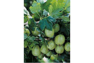 Image of Stachelbeere 'Invicta' (Ribes uva-crispa 'Invicta'), Topfgrösse Ø21cm bei JUMBO