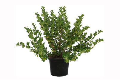 Image of Stachelbeere 'Dr. Bauer´s® Rokula(s)' (Ribes uva-crispa 'Dr. Bauer´s® Rokula(s)'), Topfgrösse Ø21cm bei JUMBO