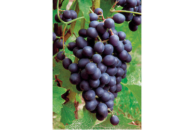 Image of Weinrebe Muscat 60-100cm inklusive Topf bei JUMBO