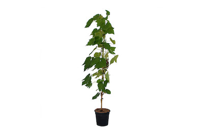 Image of Weinrebe Venus 60-100cm inklusive Topf bei JUMBO