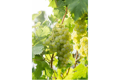 Image of Weinrebe Lakemont 60-100cm inklusive Topf bei JUMBO