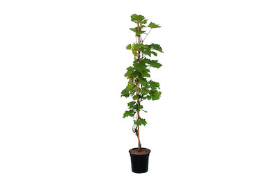 Image of Weinrebe Arkadia 60-100cm inklusive Topf bei JUMBO